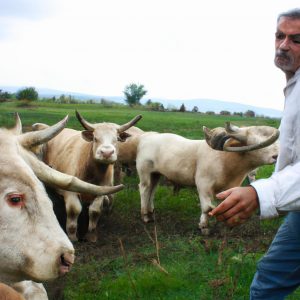 Person managing livestock in field
