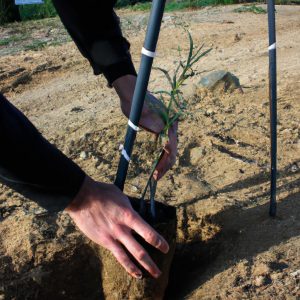 Person planting trees to prevent erosion