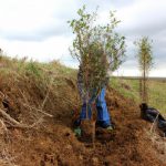 Windbreaks in Agriculture and Forestry: Combating Soil Erosion